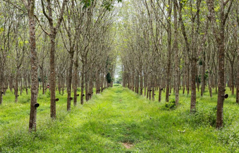 giá cao su hôm nay 10/4/2025