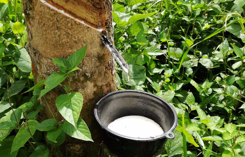 gi&aacute; cao su h&ocirc;m nay 10/3/2025