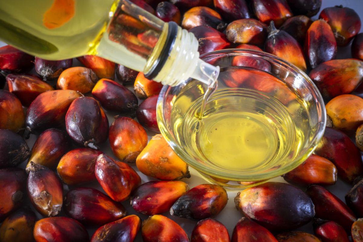 Hợp đồng tương lai dầu cọ