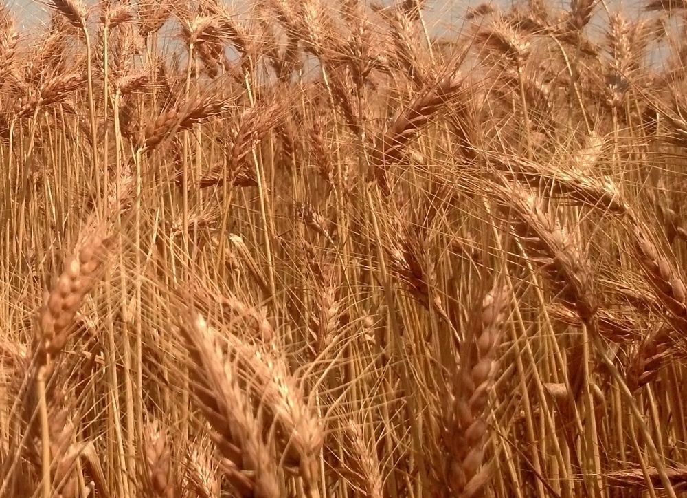 Hợp đồng tương lai l&uacute;a m&igrave; Kansas