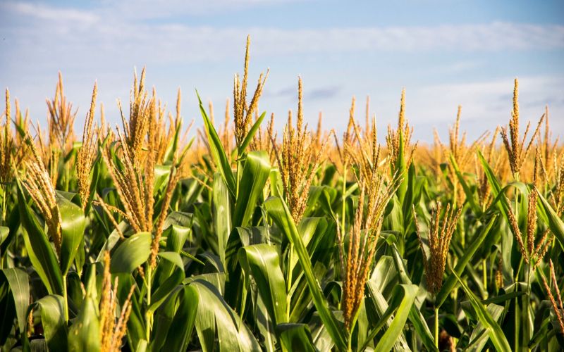 Tổng quan về n&ocirc;ng sản ng&ocirc;