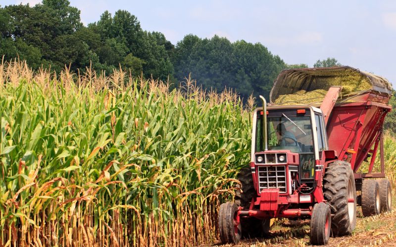 C&aacute;c yếu tố ảnh hưởng đến gi&aacute; ng&ocirc;