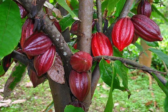 giá ca cao và đường