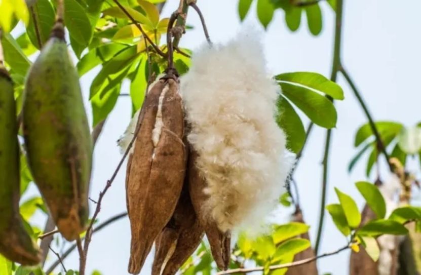 gi&aacute; b&ocirc;ng h&ocirc;m nay 