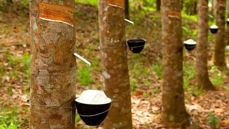 giá cao su hôm nay