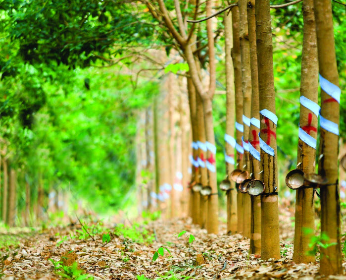 gi&aacute; cao su trực tuyến