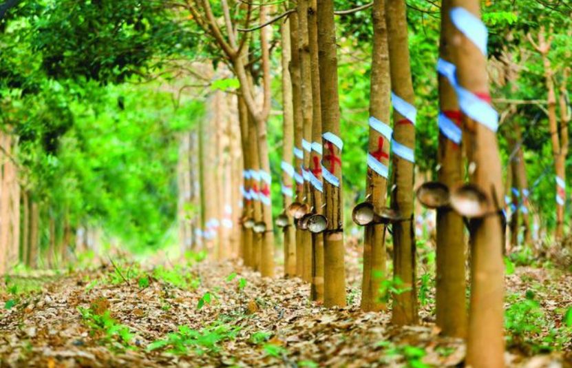 Giá cao su hôm nay ngày 1/4/2025 tiếp tục xu hướng giảm mạnh trên thị trường thế giới
