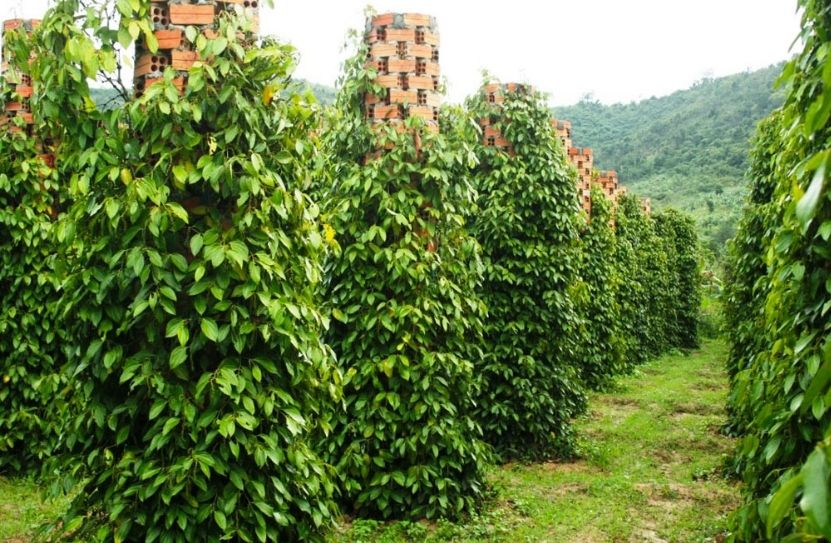 giá tiêu hôm nay