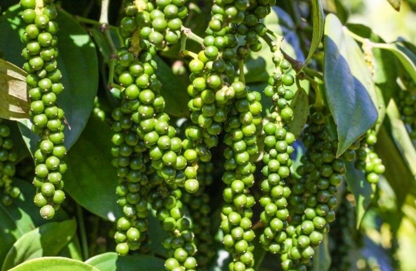 giá tiêu hôm nay