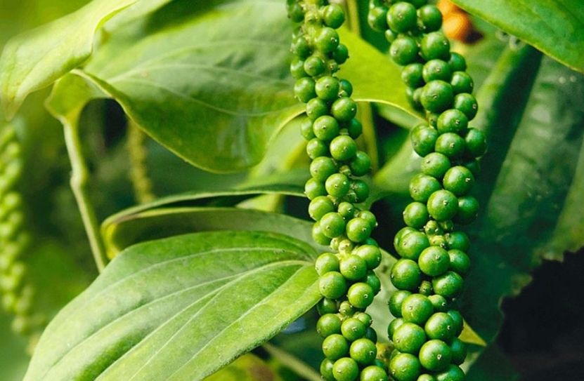 gi&aacute; ti&ecirc;u h&ocirc;m nay 