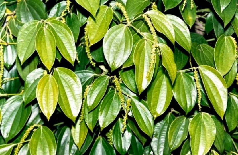 gi&aacute; ti&ecirc;u h&ocirc;m nay