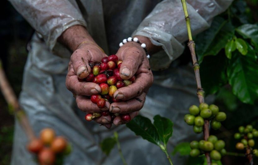 Gi&aacute; c&agrave; ph&ecirc; 12/5/2025