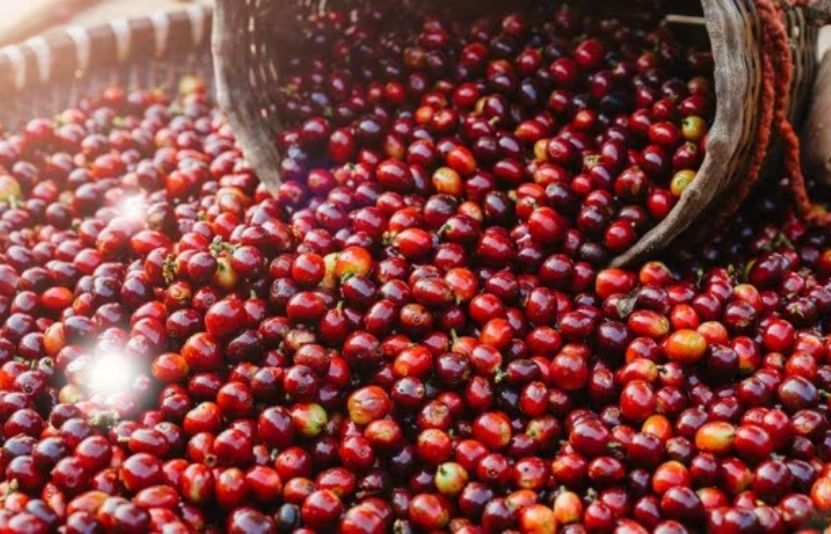 Gi&aacute; c&agrave; ph&ecirc; 23/5/2025