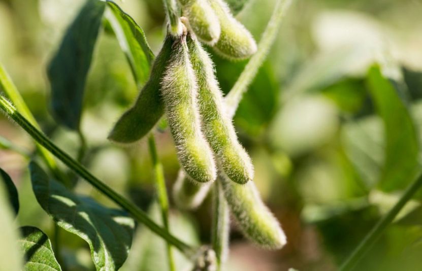 Gi&aacute; đậu tương ng&agrave;y 09/04/2025