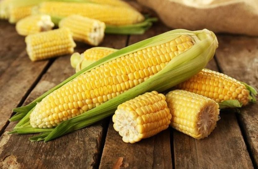 gi&aacute; ng&ocirc; h&ocirc;m nay