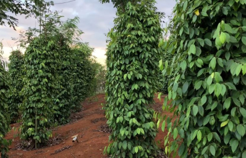 Giá tiêu hôm nay (4/4) giảm sâu: người dân hoang mang!