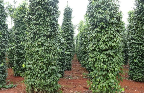 Giá tiêu hôm nay 18/07/2025: Tiếp tục xu hướng giảm nhẹ